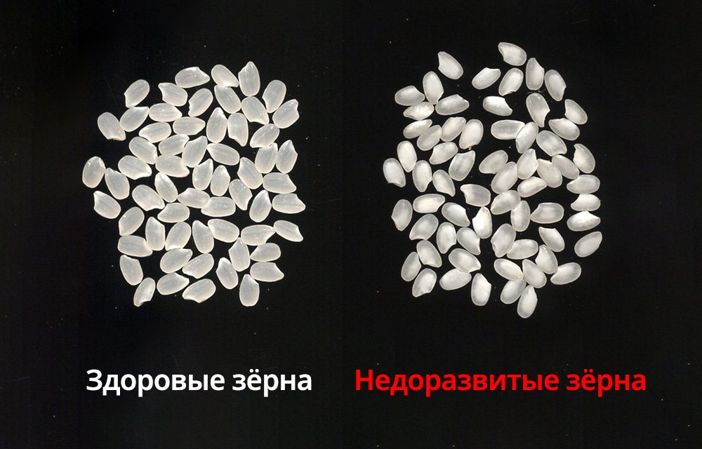 Нормальные (слева) и меловидные зёрна риса (© Национальная организация аграрных и пищевых исследований)