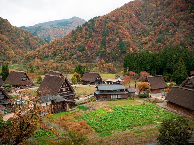 Las hojas de otoño adornan la pacífica aldea de Suganuma con casas del estilo gasshō-zukuri.”