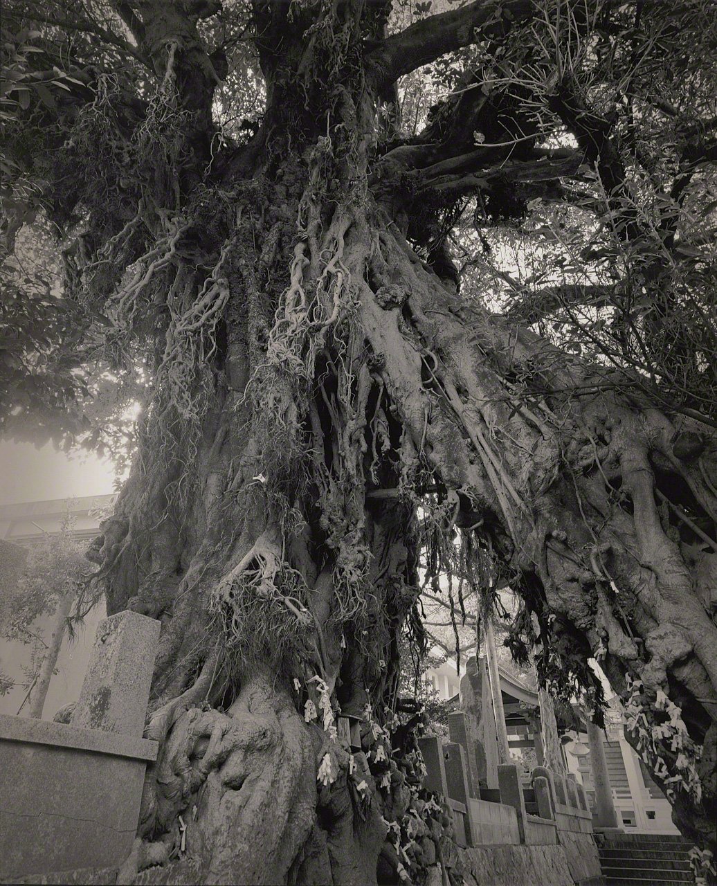 Depictions of Eros and Thanatos: Sacred Trees of Shintō Shrines Through the Lens of Ōsaka Hiroshi