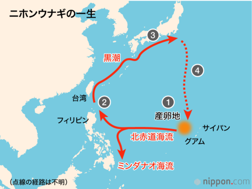 ニホンウナギの一生