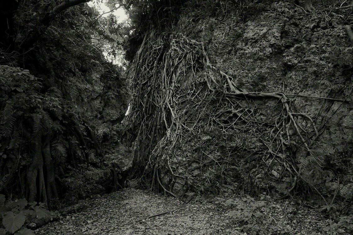 Dans la forêt où se trouve le Hamagawa Utaki, les arbres enfoncent leurs racines dans d’énormes rochers.