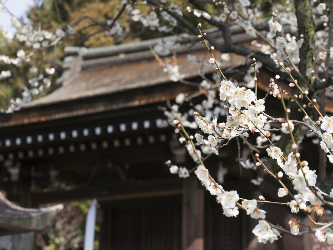 芹川天满宫前优雅绽放的白梅