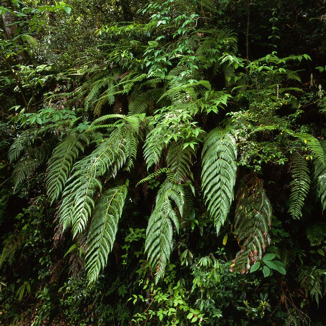 Woodwardia orientalis, ou Hachijô-kaguma, typique des grandes fougères japonaises