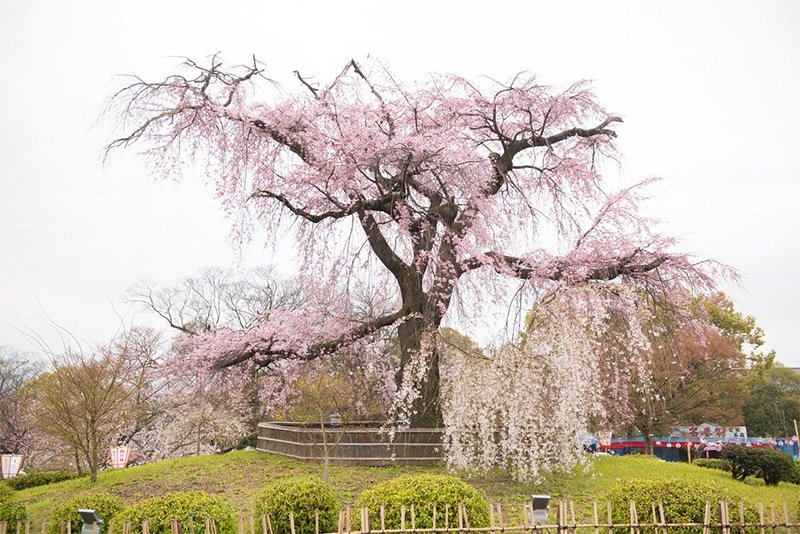 Cerezo de la variedad shidarezakura en el Parque Maruyama de Kioto. El shidarezakura pertenece al grupo de los edohigan.