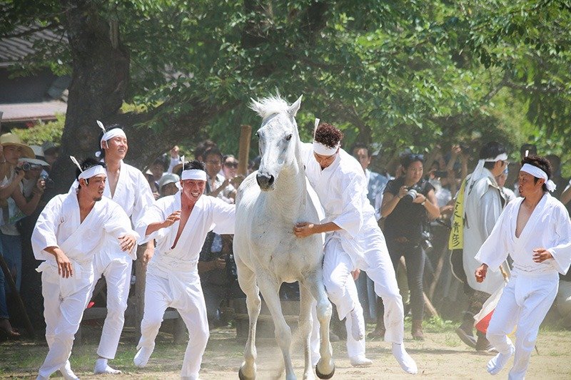 Hombres vestidos de blanco intentan capturar un caballo en el ritual del nomakake. (Fotos cortesía del Comité Ejecutivo de Sōma Nomaoi)