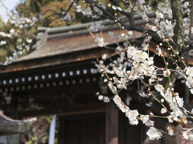 芹川天満宮前で上品に咲く白梅