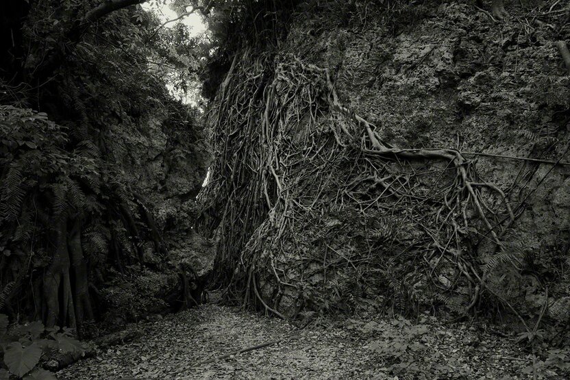 En el bosque donde reposa Hamagawa Utaki, los árboles extienden sus raíces sobre los peñascos. Fotografía: Ōsaka Hiroshi.