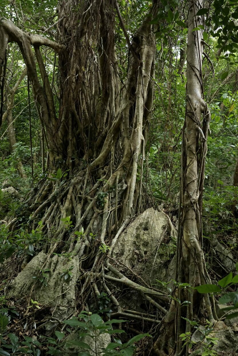 长出的苔藓可保持水分并培育土壤，使得树木的根系缠绕着石灰岩生长