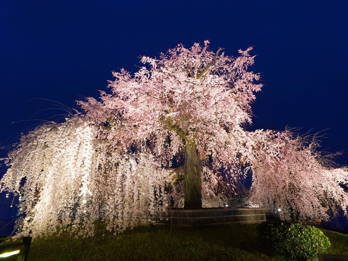 円山公園の「祇園しだれ」
