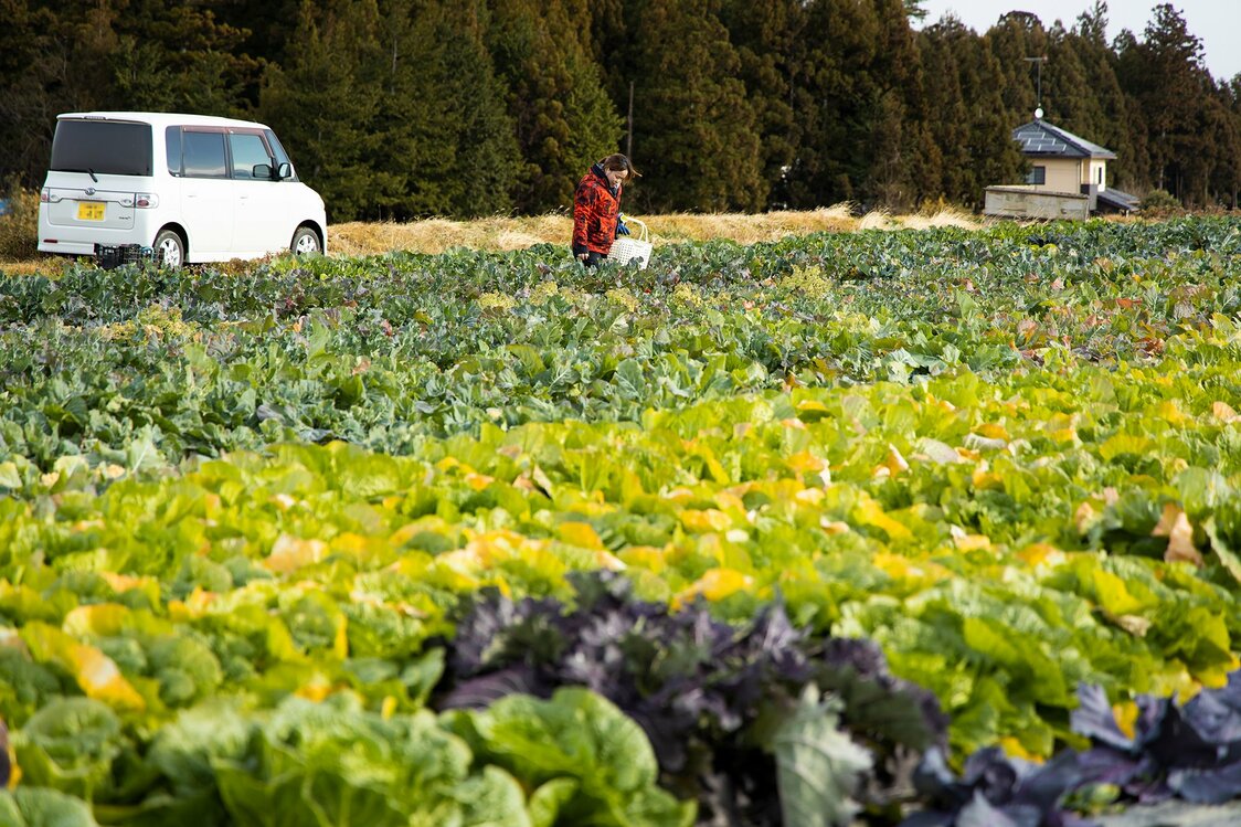 キャベツ畑の奥では、イタリア野菜「ラディッキオ・ロッソ」など珍しい品種にも挑戦している。作業をするのは良き理解者、大竹さんの奥さん