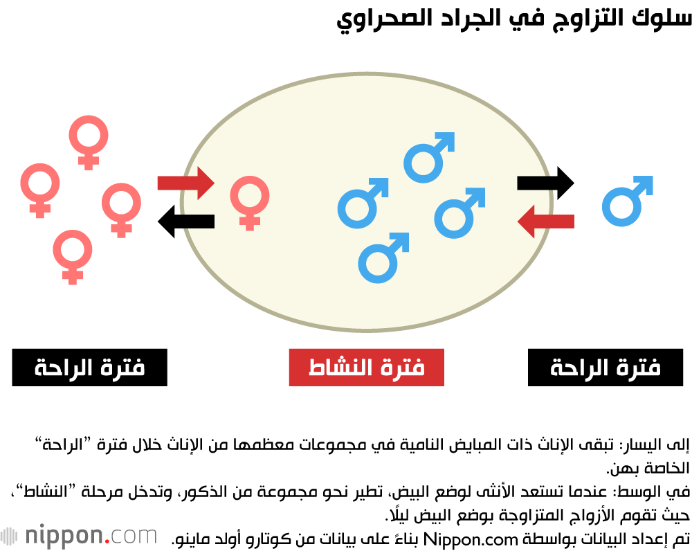 سلوك التزاوج في الجراد الصحراوي