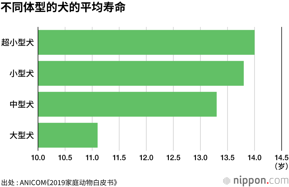 玩具贵宾犬人气榜首11连霸，寿命长的小型犬更受欢迎