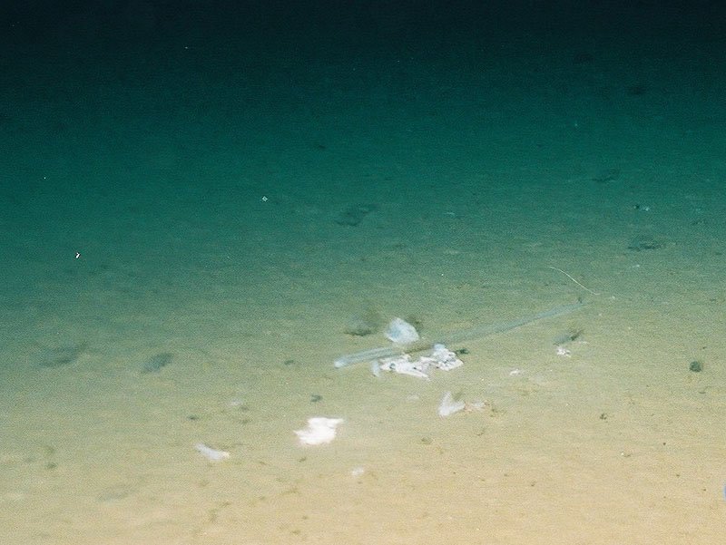 マリアナ海溝で見つかったプラスチック袋の破片と見られるごみ（水深1万898 メートル）（提供：海洋研究開発機構）