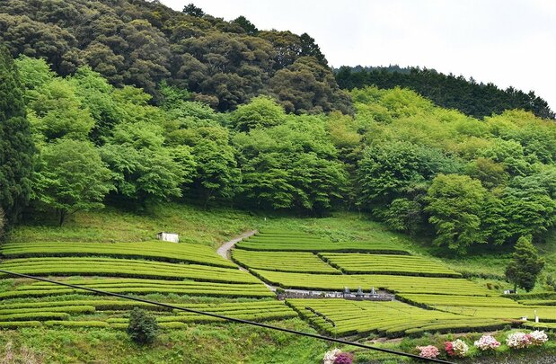 新緑に映える日本茶の茶畑(2021年4月16日、高知県仁淀川町)=評者撮影