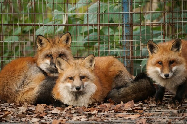 The foxes look thin in their summer coats, but they fluff up with lots of fur in the winter. (Photo courtesy of Zaō Fox Village)