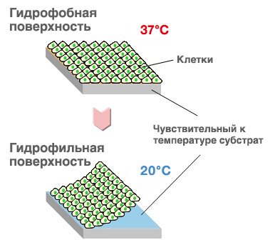 Поверхность приобретает гидрофобные свойства при 37°C, однако становится гидрофильной при 20°C, благодаря чему неповрежденные клетки легко отделяются в виде пластины.
