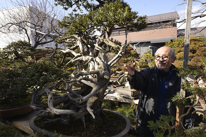 El ichii (Taxus cuspidata, tejo japonés) del antiguo feudo de Kaga que Kawabe guarda en su casa. (Fotografía: Sawano Shin’ichirō)