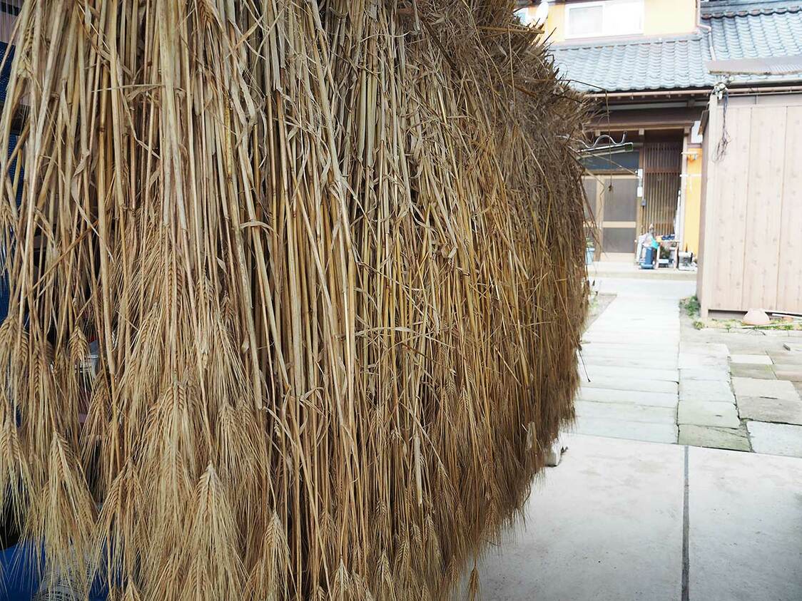 収穫した麦は物干しざおなどにぶら下げて乾燥させる
