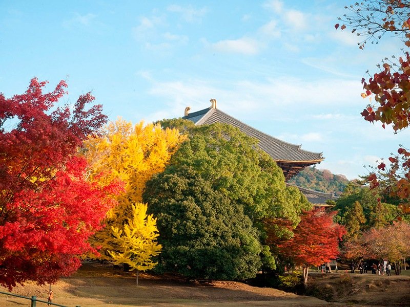 La toiture du pavillon du Grand Bouddha au milieu des feuillages d’automne