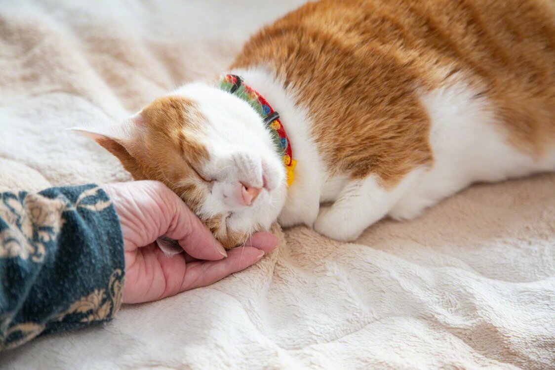 ペットと一緒に暮らせる特養ホーム：犬と猫とお年寄りの幸せな共生