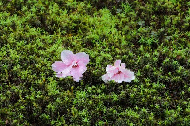 コケと桜。いずれも日本文化と密接に関連する植物である(筆者撮影)