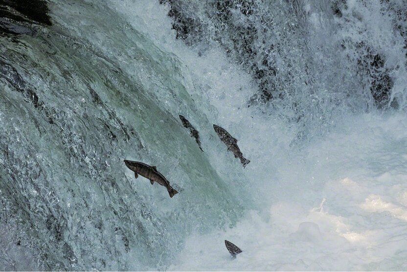 En Sakura no Taki (Kiyosato), en el curso alto del río Shari, los salmones masu que han regresado del mar de Ojotsk para poner sus huevos remontan la cascada con grandes saltos.