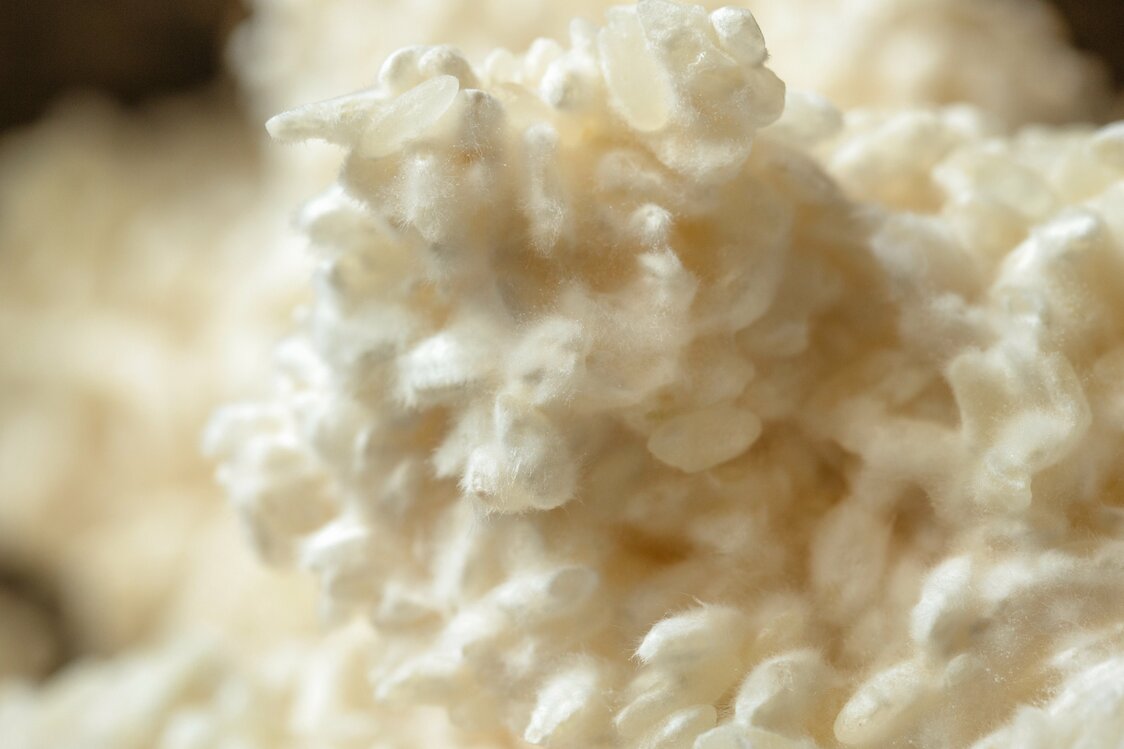 蒸した米でコウジ菌を繁殖させた米こうじ。フワフワとした白い菌糸が米の表面を覆っている