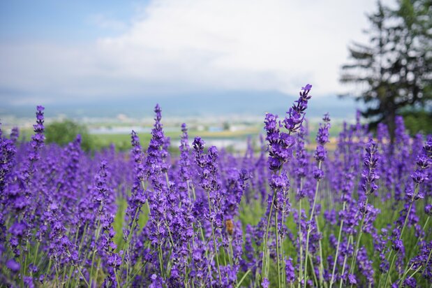 Lavender is distinguished by its striking violet blossoms and sweet, comforting fragrance.