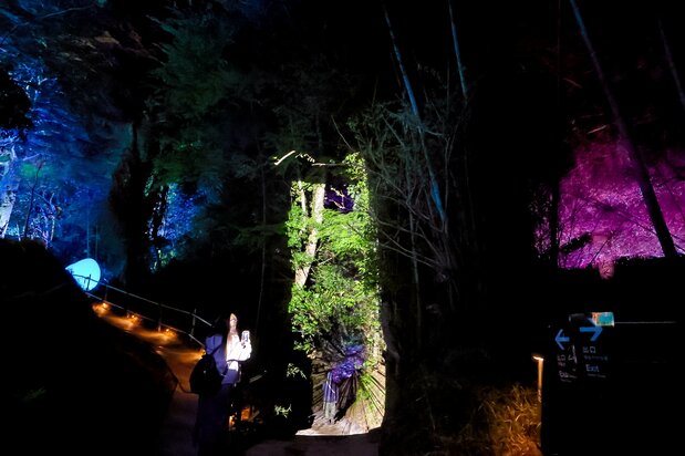 “Fragmento de vida continua”, donde la luz hace que un sendero recto del bosque parezca una fotografía. (© nippon.com)