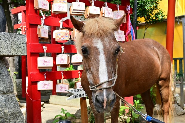 Kirara the pony, beside the ema which carry the wishes of visitors to the shrine.