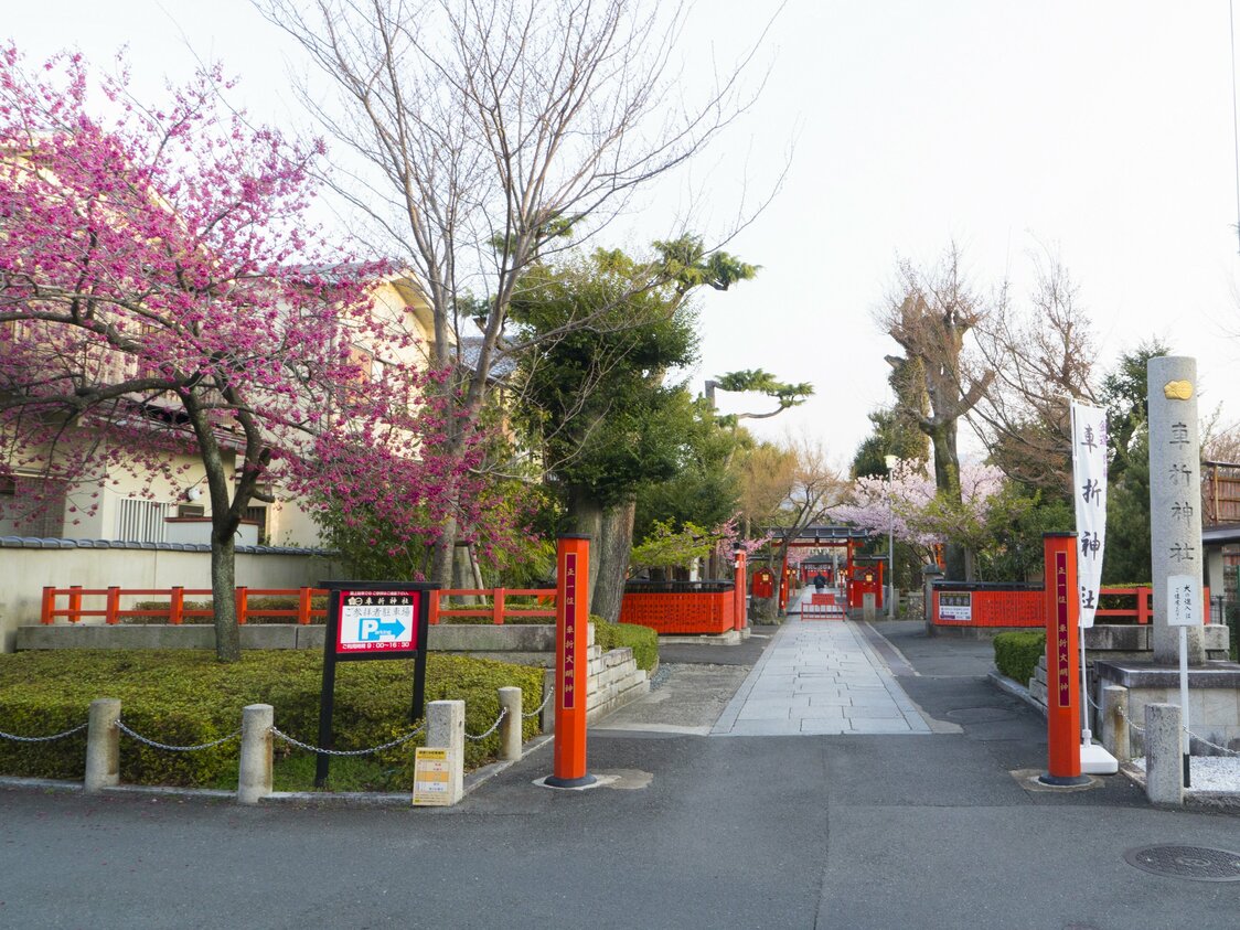 Las vistosas flores del kanhi-zakura (cerezo de Taiwán), junto a las ruinas del segundo torii que se halla frente al gran torii principal.