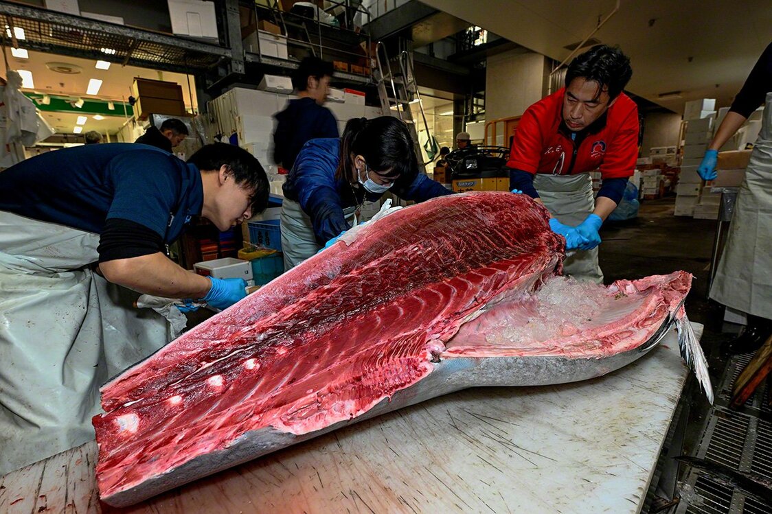 腹を割って初めてその魚の価値が分かる。緊張が走る瞬間だ