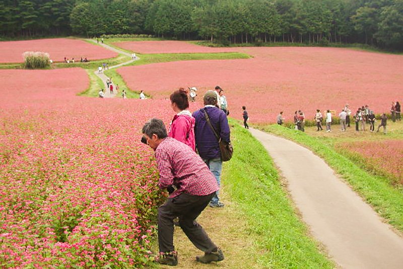 La période de pleine floraison attire de nombreux visiteurs japonais et étrangers.