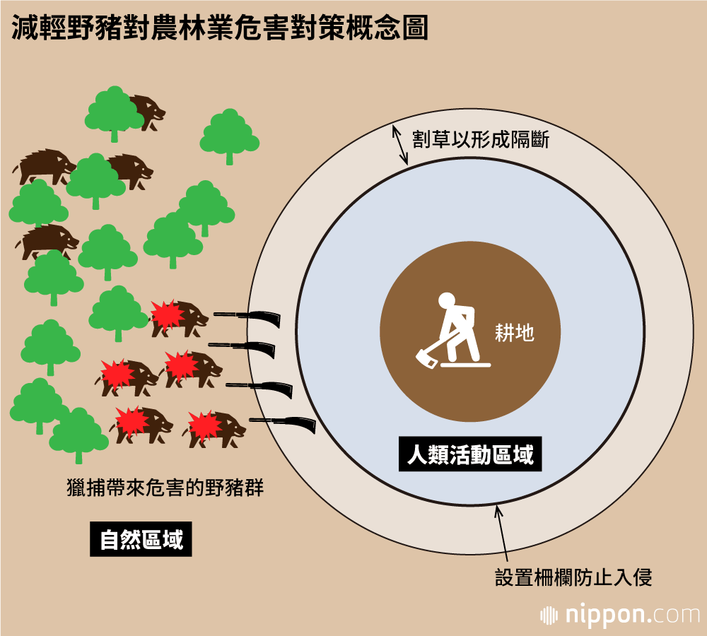 野豬與人類的衝突：思考如何與野生動物共存
