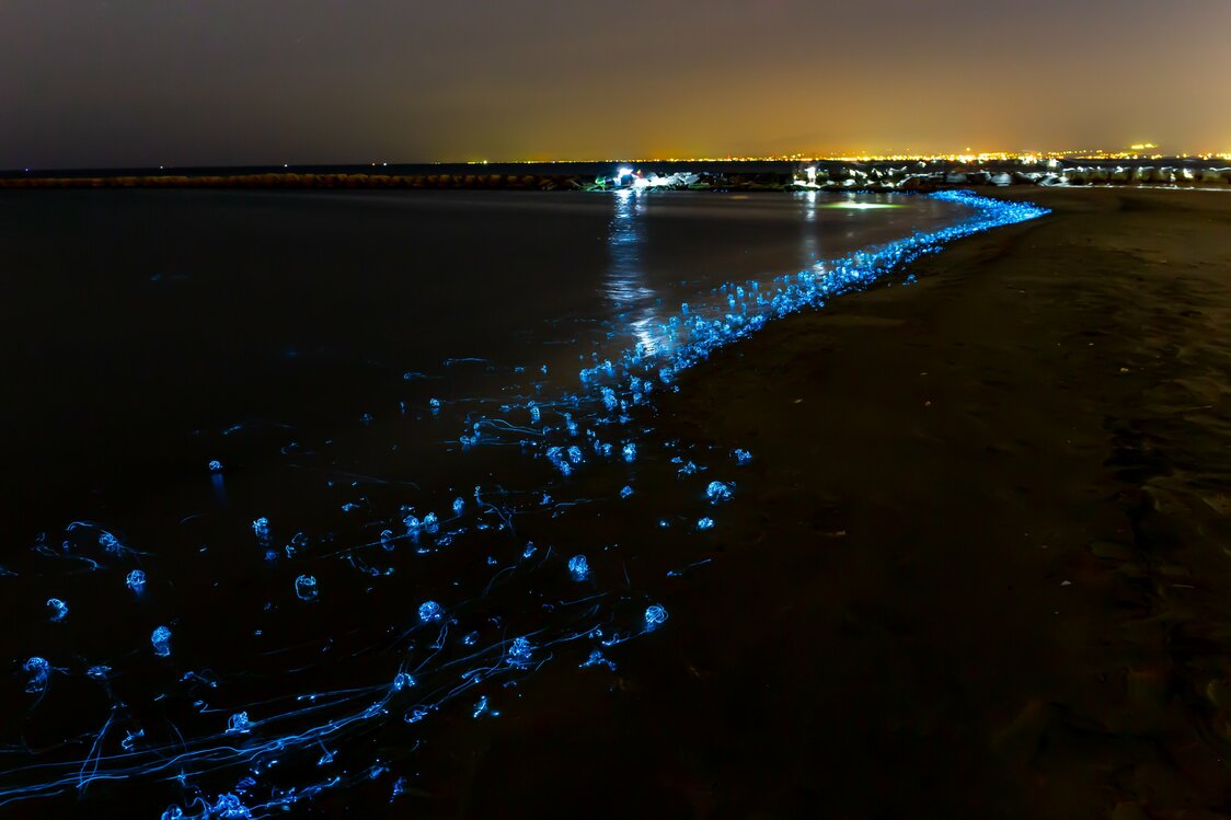 幻想的な光景を生み出すホタルイカの身投げ　写真：PIXTA