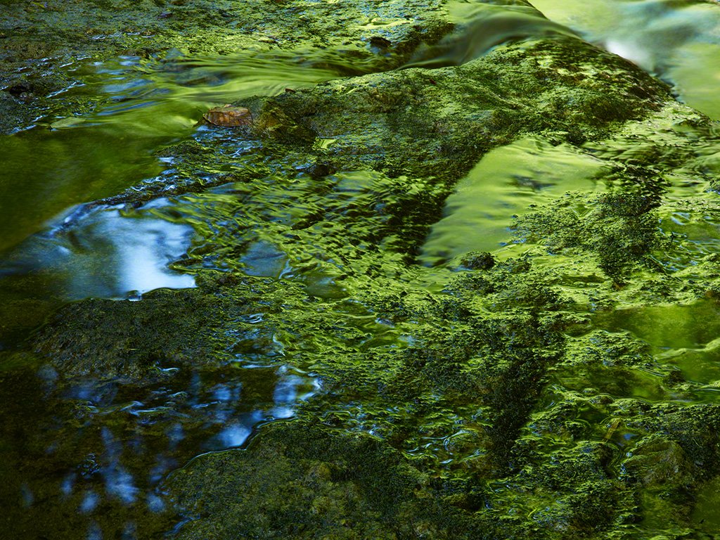 “Reflection of Green Beech Woods.” Taken by Lin Meiki, 2011. © Lin Meiki.