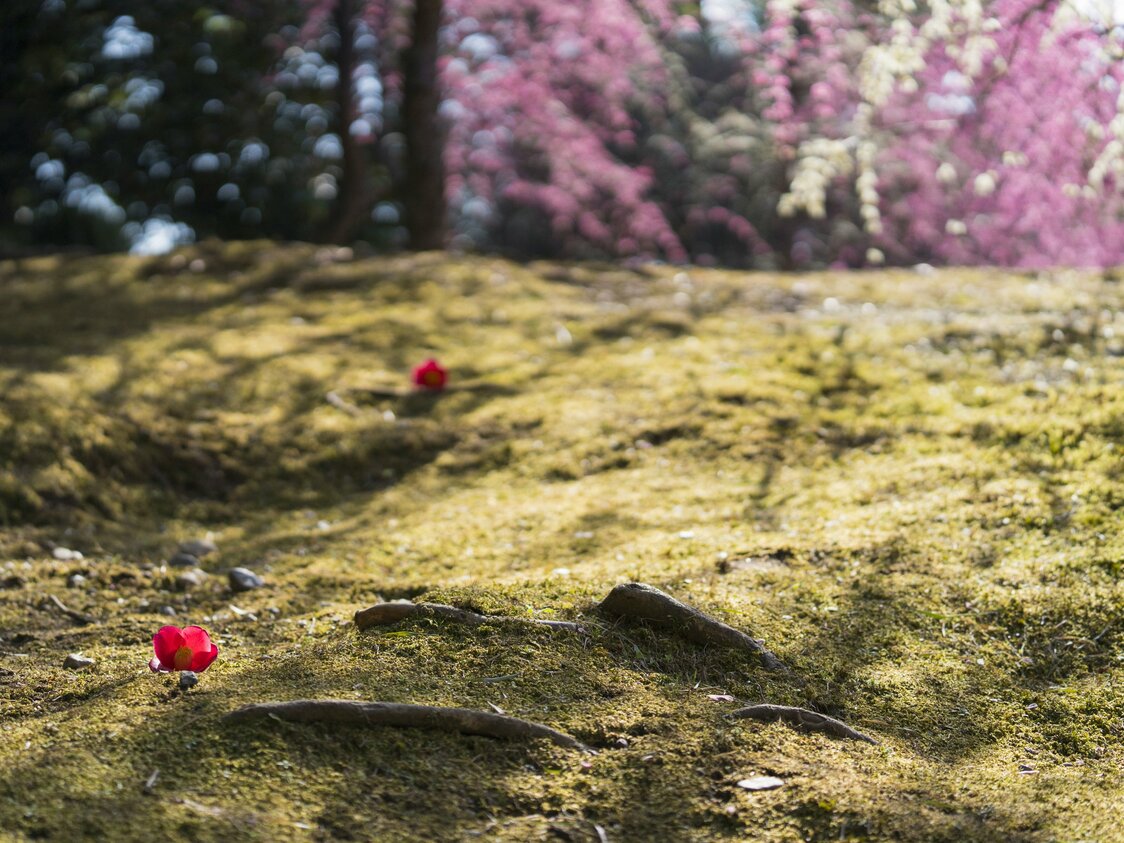 苔藓、山茶花和梅花共同营造出的风情
