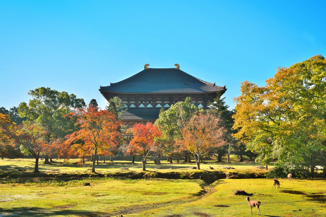 La salle de lecture Kô-dô en automne, avec le pavillon du Grand Bouddha au fond. (Pixta)