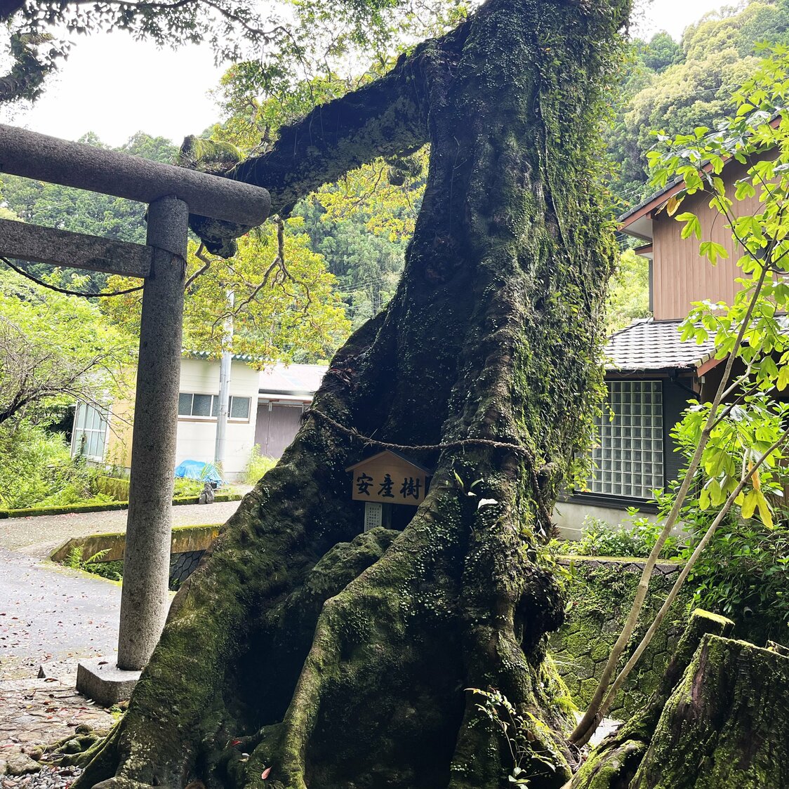 Un árbol de horutonoki (Elaeocarpus zollingeri) de más de 700 años de antigüedad. Desde el período Kamakura ha gozado de la protección de los feligreses debido a la creencia de que concede partos seguros. Fotografía de Kitazaki Jirō.