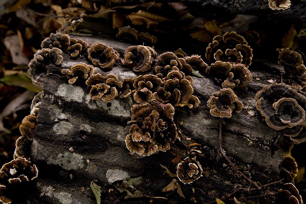 [Diapositivas] ¡Bienvenidos al bosque!