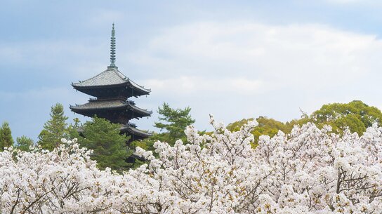 世界文化遗产“仁和寺”：御室樱和五重塔相映成趣