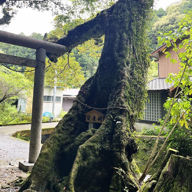 樹齢700余年のホルトノキ。安産をかなえる木として鎌倉時代から氏子が守ってきた 撮影=北崎二郎