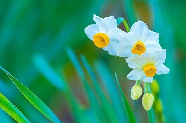 Le narcisse japonais au parfum délicat
