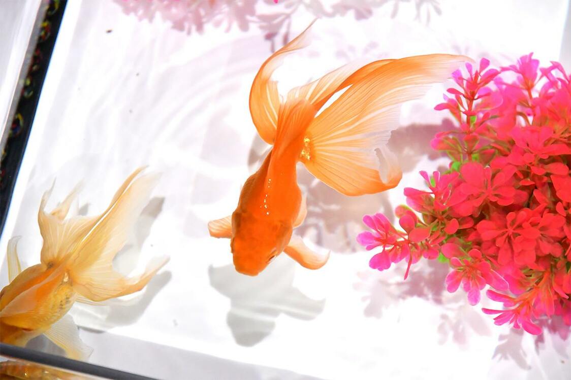 琉金（图片：艺术水族馆GINZA）