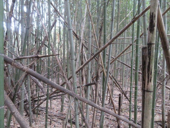 河岸のマダケ林の中（京都府南部）