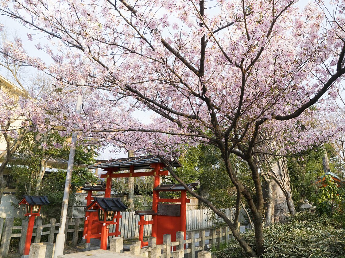 El tercer torii, popular en la época del cambio de hoja, también ofrece un bello paisaje durante la floración de los cerezos.
