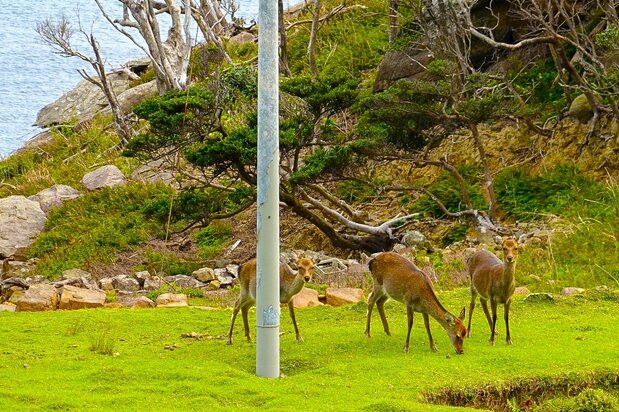 La voracidad de los ciervos termina con la mayor parte de la vegetación, dejando algunas partes de la isla apenas con una capa de césped. (Fotografía: Amano Hisaki)