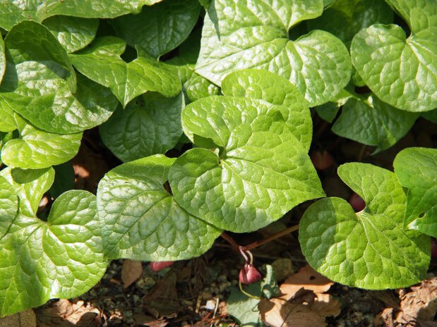 Футаба-аои (Asarum caulescens). (© Pixta)