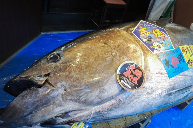 1キロ当たり210万円という史上最高値で落札された大間マグロ 写真:筆者提供