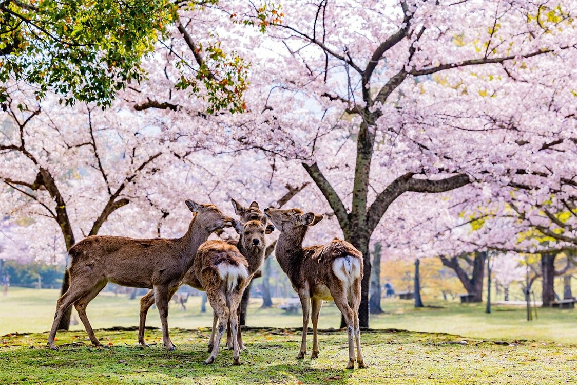 تتجمع الغزلان أمام الأشجار المليئة بأزهار الكرز في حديقة نارا. (© بيكستا)